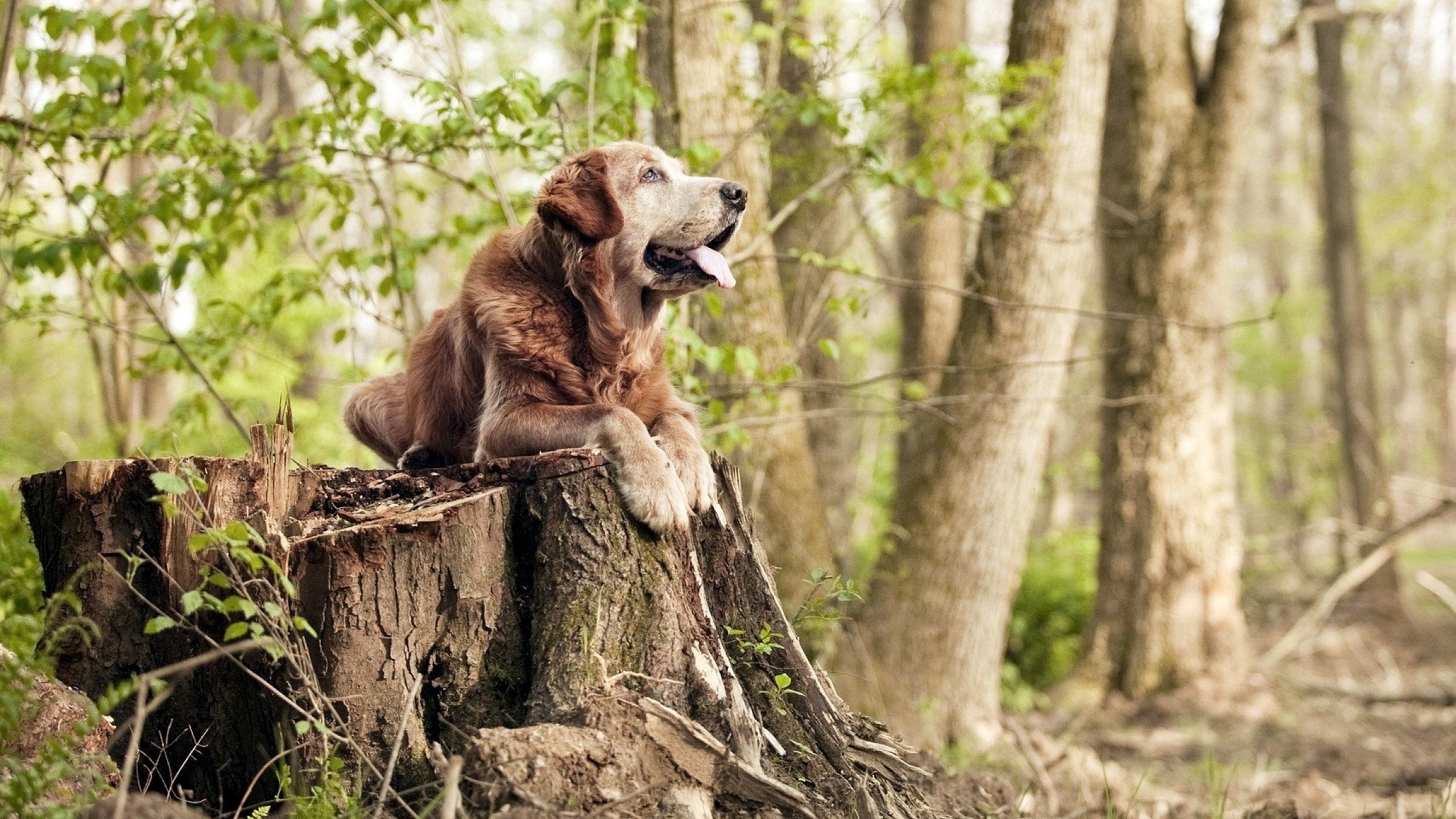 中国三人篮球男队进攻节奏加快，中国三人篮球男篮赛程