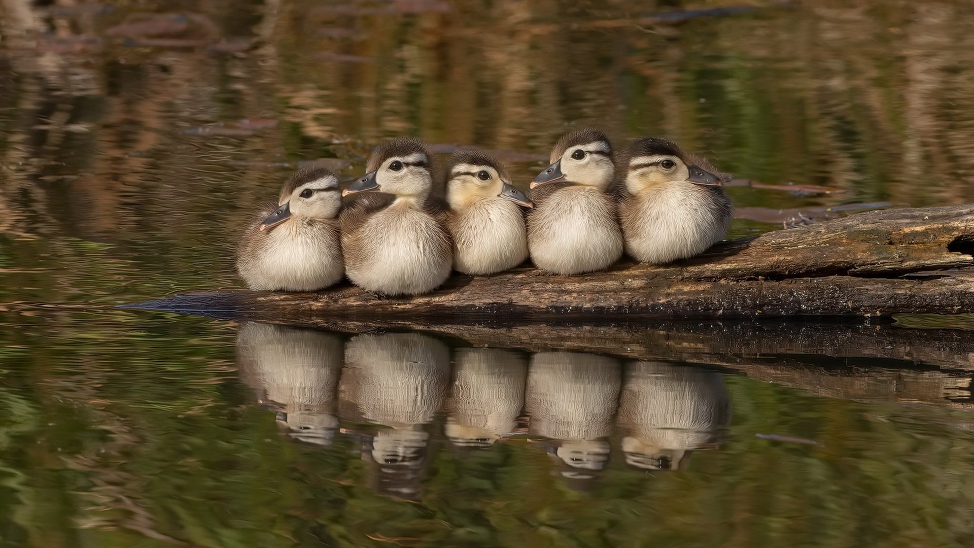 女子接力四人四风格 闪耀泳池，女子接力4乘100米视频游泳
