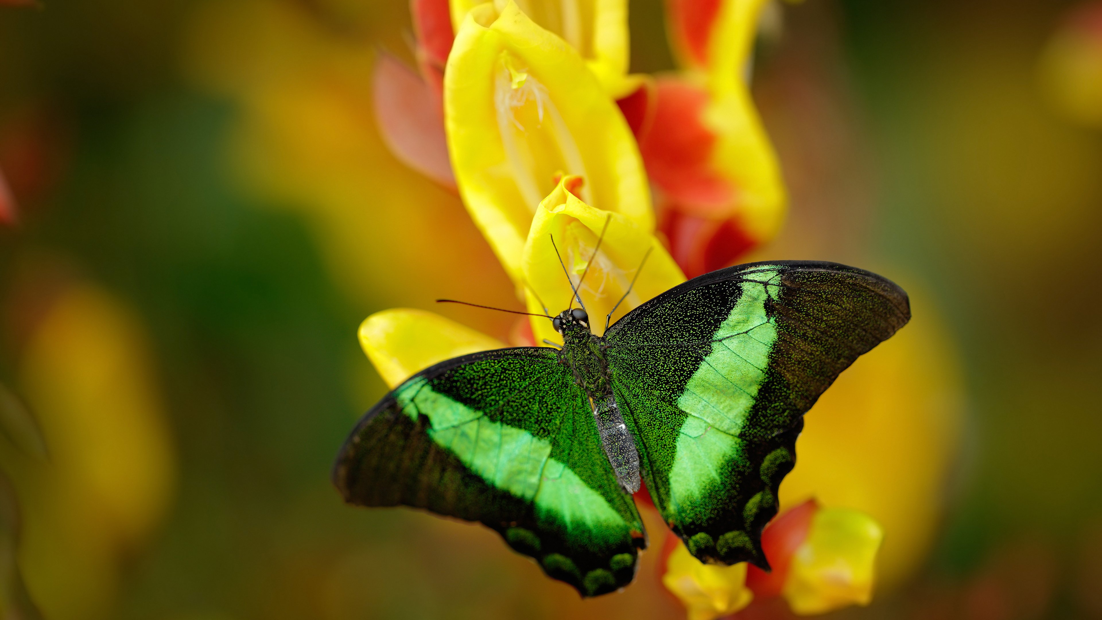瑞典乒乓球队未来发展的关键：科技与训练的结合，瑞典乒乓球国家队