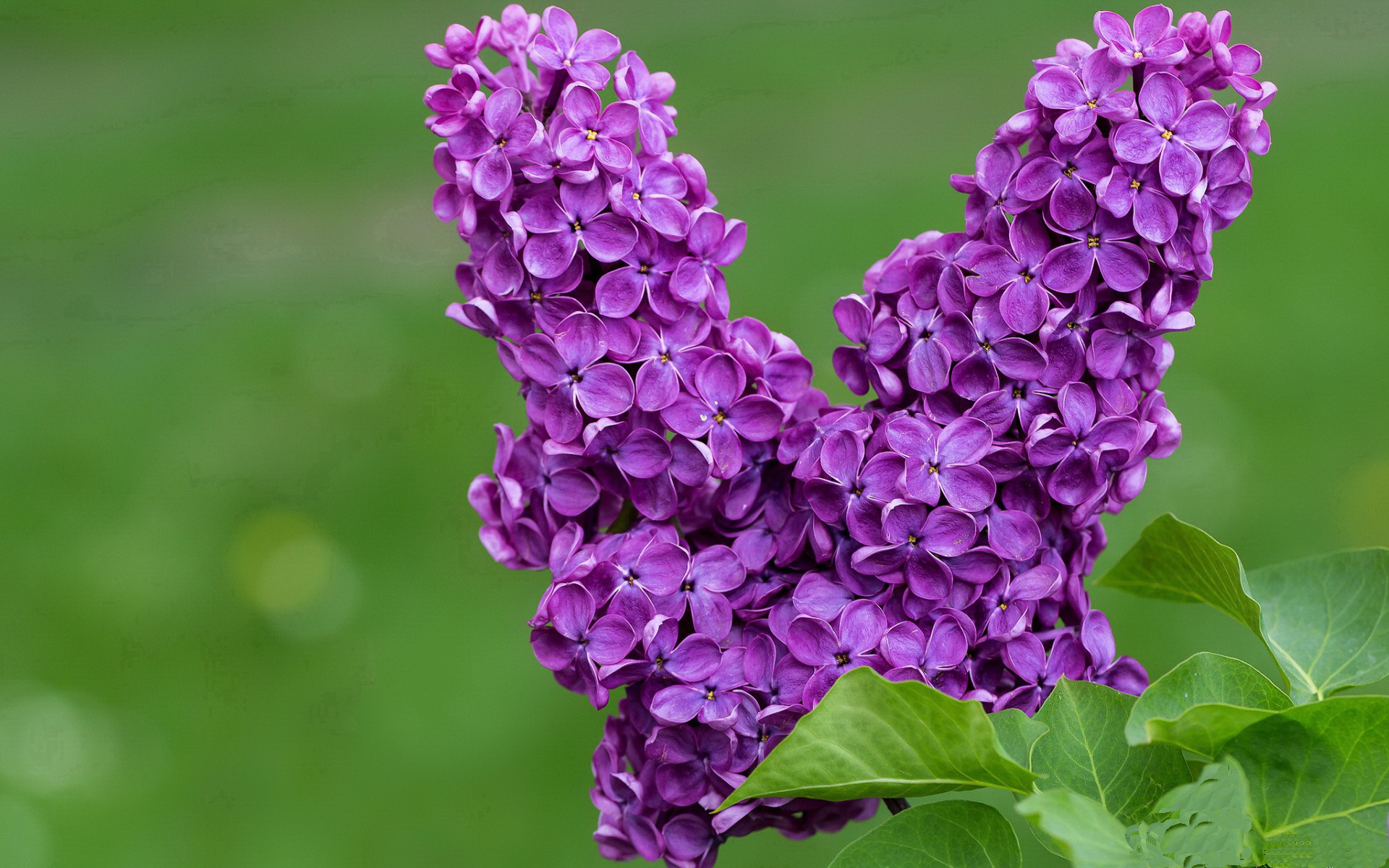 乐鱼vip-南非仰泳老将状态回暖，南非蛙泳