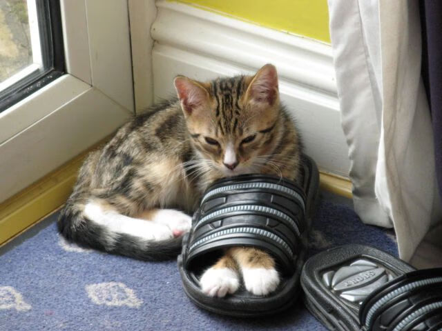 国际赛引入球员健康通行证，伤病史管理更规范