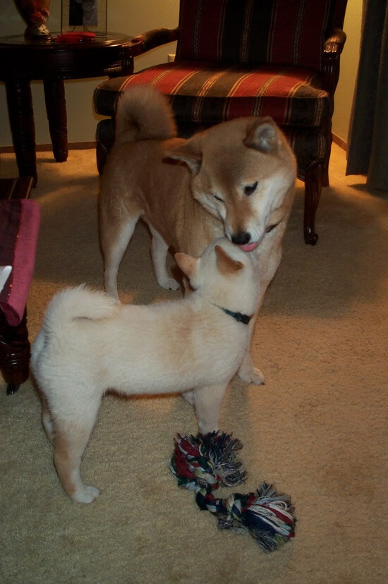 技术雷达图显示动作标准化趋势明显,雷达的技术指标