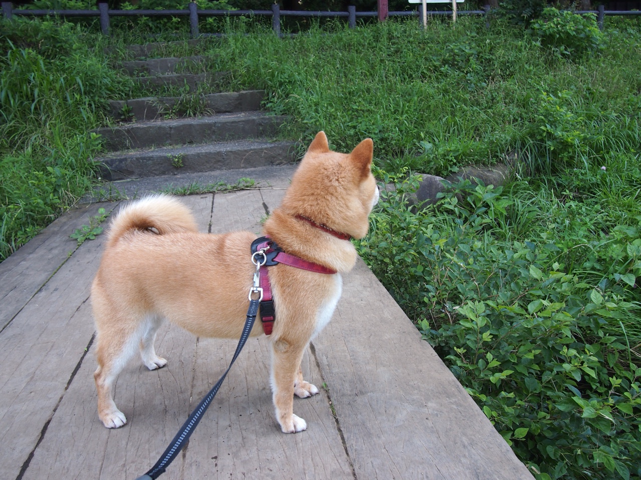 leyu乐鱼体育综合-日本队在亚洲杯中表现优异，志在夺冠