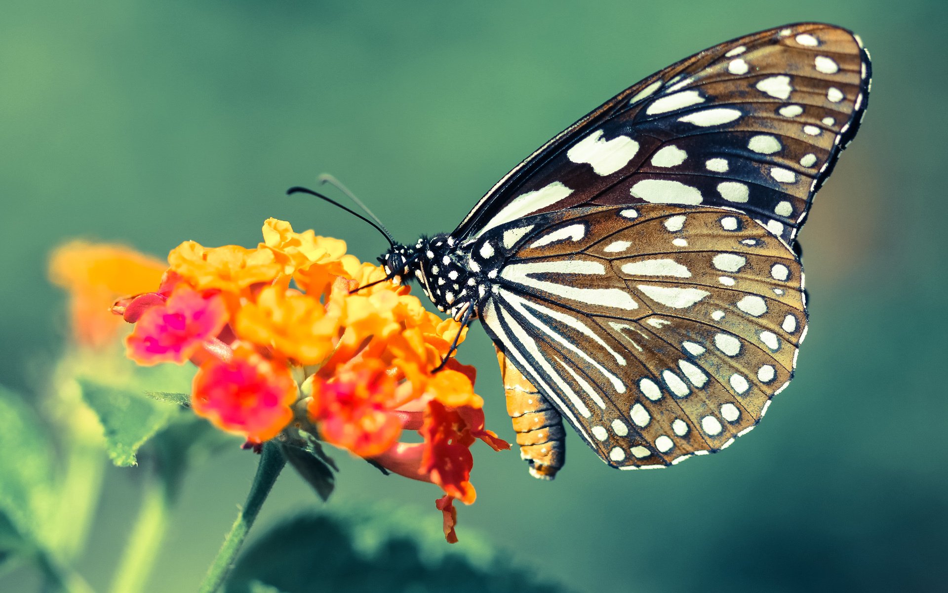 乐鱼体育平台官网-美洲杯主场优势与夺冠关系研究，美洲杯总结