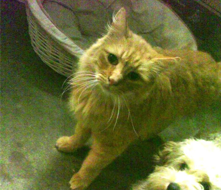 APP下载 LY Sports-西甲超级破门：精彩瞬间震撼全场！，西甲西超杯